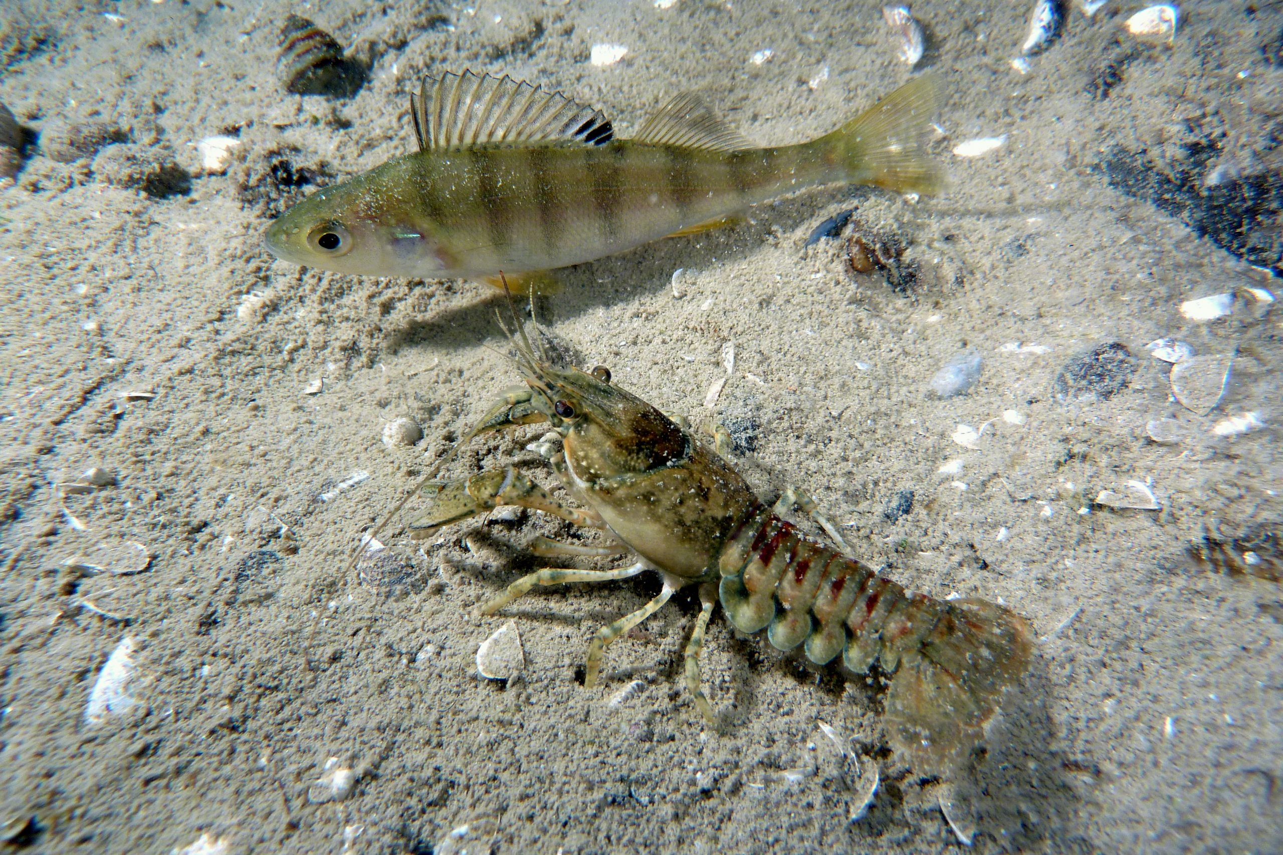 Come è evoluta o involuta l’ittiofauna del Lago di Garda?