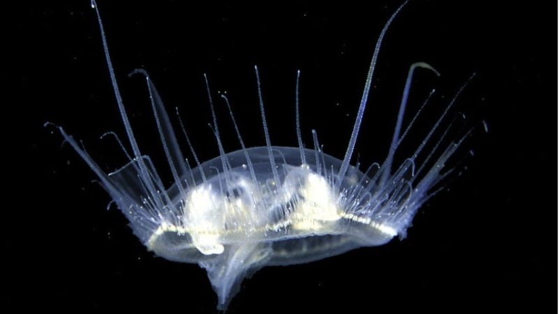La medusa del Lago di Garda