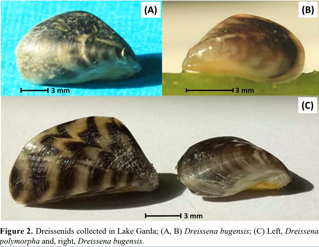 L’arrivo della Dreissena bugensis nel Lago di Garda